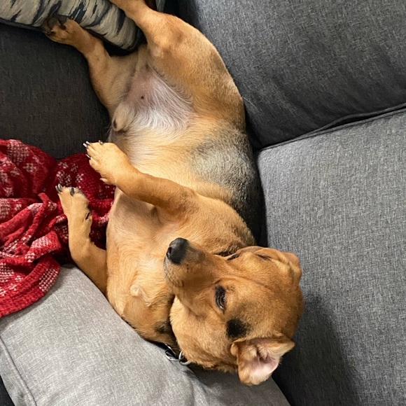 Meet your Posher, Payton - Picture 1 of 1